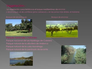 Vegetación :
 La vegetación característica es el boque mediterráneo de encinas
y alcornoques, el de coníferas (pino carrasco) y, en las zonas más áridas, el matorral.

Bosque de alcornoques                                Bosque de encinas




Parques nacionales y naturales
Parque nacional del archipiélago de Cabrera
Parque natural de la albufera de Mallorca
Parque natural de la cala Mondrago
Parque natural de la península de levante
 