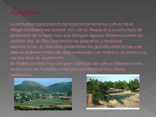 Agricultura :

La actividad agraria producía tradicionalmente los cultivos de la
trilogía mediterránea (cereal, vid y olivo). Respecto a la estructura de
propiedad de la tierra, hay que distinguir algunas diferencias entre las
distintas islas, en Ibiza predomina las pequeñas y medianas
explotaciones, en Menorca predominan las grandes extensiones y en
ellas se emplean mano de obra asalariada y en Mallorca se practica la
Los dos tipos de explotación.
En Mallorca e Ibiza hay una gran cantidad de cultivos arbóreos y una
producción de hortalizas y Menorca predominan los cultivos
herbáceos.
 