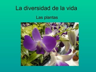 La diversidad de la vida
Las plantas
 