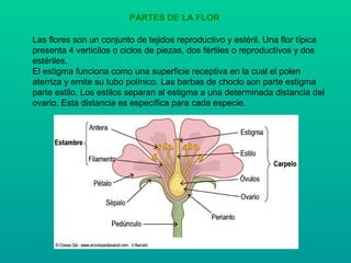 PARTES DE LA FLOR
Las flores son un conjunto de tejidos reproductivo y estéril. Una flor típica
presenta 4 verticilos o ciclos de piezas, dos fértiles o reproductivos y dos
estériles.
El estigma funciona como una superficie receptiva en la cual el polen
aterriza y emite su tubo polínico. Las barbas de choclo son parte estigma
parte estilo. Los estilos separan al estigma a una determinada distancia del
ovario. Esta distancia es específica para cada especie.
 