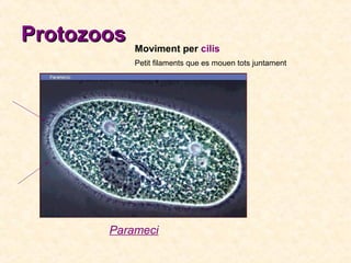 Protozoos

Moviment per cilis
Petit filaments que es mouen tots juntament

Parameci

 