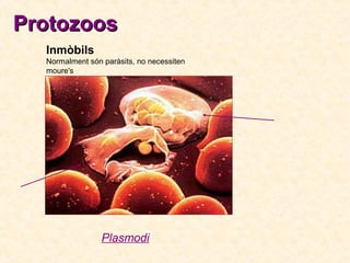 Protozoos
Inmòbils
Normalment són paràsits, no necessiten
moure's

Plasmodi

 