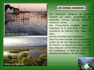 LES ZONES HUMIDES
Són extensions desiguals de terreny
cobertes per aigües, generalment poc
profundes. Inclouen llacunes, albuferes,
maresmes i deltes.
Són d’importància ecològica degut a
l’adaptació de la seua fauna i flora a un
ecosistema de transició entre l’aigua i la
terra.
Són lloc d’acollida d’aus migratòries.
Entre les zones humides de la península es
troben les del Parc Nacional de las Tablas
de Daimiel, les llacunes de Toledo, Ciudad
Real, Albacete i vall de l’Ebre, les maresmes
del Guadalquivir, el delta de l’Ebre i les
albuferes de València i del mar Menor.
L’Albufera de València
Tablas de Daimiel
 