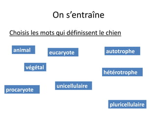 On s’entraîne
 Choisis les mots qui définissent le chien

  animal         eucaryote          autotrophe

       végétal
                                   hétérotrophe

                   unicellulaire
procaryote

                                     pluricellulaire
 