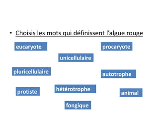 • Choisis les mots qui définissent l’algue rouge
  eucaryote                         procaryote
                    unicellulaire

 pluricellulaire                    autotrophe

  protiste         hétérotrophe
                                          animal

                      fongique
 