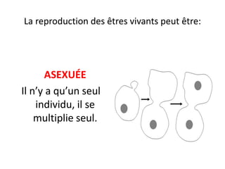 La reproduction des êtres vivants peut être:




      ASEXUÉE
Il n’y a qu’un seul
    individu, il se
    multiplie seul.
 