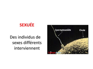 SEXUÉE

Des individus de
 sexes différents
  interviennent
 
