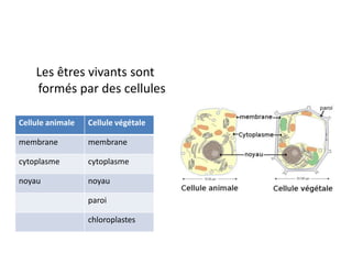Les êtres vivants sont
    formés par des cellules

Cellule animale   Cellule végétale

membrane          membrane

cytoplasme        cytoplasme

noyau             noyau

                  paroi

                  chloroplastes
 
