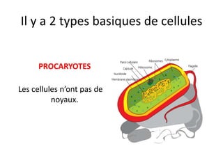 Il y a 2 types basiques de cellules


      PROCARYOTES

Les cellules n’ont pas de
          noyaux.
 