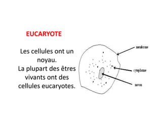 EUCARYOTE

 Les cellules ont un
       noyau.
La plupart des êtres
   vivants ont des
cellules eucaryotes.
 