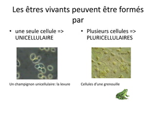 Les êtres vivants peuvent être formés
                   par
• une seule cellule =>                   • Plusieurs cellules =>
  UNICELLULAIRE                            PLURICELLULAIRES




Un champignon unicellulaire: la levure   Cellules d’une grenouille
 