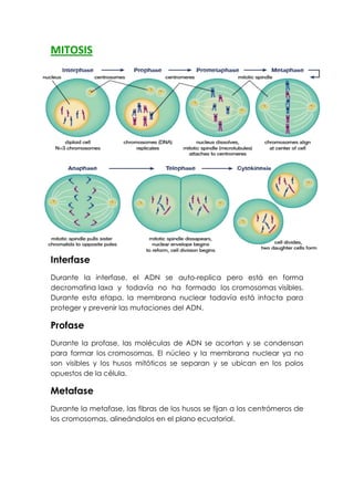 MITOSIS
Interfase
Durante la interfase, el ADN se auto-replica pero está en forma
decromatina laxa y todavía no ha formado los cromosomas visibles.
Durante esta etapa, la membrana nuclear todavía está intacta para
proteger y prevenir las mutaciones del ADN.
Profase
Durante la profase, las moléculas de ADN se acortan y se condensan
para formar los cromosomas. El núcleo y la membrana nuclear ya no
son visibles y los husos mitóticos se separan y se ubican en los polos
opuestos de la célula.
Metafase
Durante la metafase, las fibras de los husos se fijan a los centrómeros de
los cromosomas, alineándolos en el plano ecuatorial.
 
