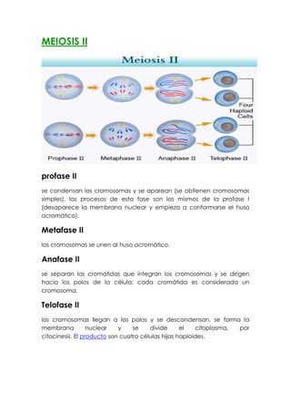 MEIOSIS II
profase II
se condensan los cromosomas y se aparean (se obtienen cromosomas
simples), los procesos de esta fase son los mismos de la profase I
(desaparece la membrana nuclear y empieza a conformarse el huso
acromático).
Metafase II
los cromosomas se unen al huso acromático.
Anafase II
se separan las cromátidas que integran los cromosomas y se dirigen
hacia los polos de la célula; cada cromátida es considerada un
cromosoma.
Telofase II
los cromosomas llegan a los polos y se descondensan, se forma la
membrana nuclear y se divide el citoplasma, por
citocinesis. El producto son cuatro células hijas haploides.
 