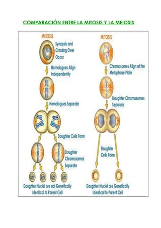 COMPARACIÓN ENTRE LA MITOSIS Y LA MEIOSIS
 