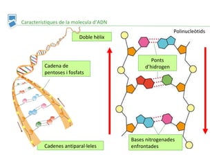 Característiques de la molecula d’ADN Doble hèlix Cadenes antiparal·leles Ponts d’hidrogen Polinucleòtids   C adena de pentoses i fosfats   B ases nitrogenades enfrontades 