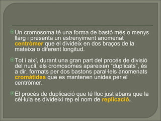 Un cromosoma té una forma de bastó més o menys llarg i presenta un estrenyiment anomenat  centròmer  que el divideix en dos braços de la mateixa o diferent longitud. Tot i així, durant una gran part del procés de divisió del nucli, els cromosomes apareixen “duplicats”, és a dir, formats per dos bastons paral·lels anomenats  cromàtides  que es mantenen unides per el centròmer. El procés de duplicació que té lloc just abans que la cèl·lula es divideixi rep el nom de  replicació . 