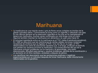 Marihuana
 La marihuana es una mezcla verde o gris de flores secas cortadas en trocitos de la
planta Cannabis sativa. Comúnmente se fuma como un cigarrillo o utilizando una pipa.
En los últimos tiempos se ha elaborado cigarrillos en los que se ha reemplazado el
tabaco por marihuana, muchas veces combinada con otra droga como el crack.
Algunos también mezclan la marihuana con alimentos o la usan para hacer té.
 El principal ingrediente activo en la marihuana es el THC (delta-9-tetrahydrocanabinol).
En 1988 se descubrió que las membranas de ciertas células nerviosas contenían
receptores de proteína que se ligaban al THC. Una vez fijo en su lugar, el THC
desencadena una serie de reacciones celulares que, a la larga, producen el estímulo
que sienten los usuarios al fumar la marihuana. Los consecuencias del uso de la
marihuana incluyen problemas con la memoria y el aprendizaje, una visión
distorsionada, dificultad para pensar y resolver problemas, pérdida de la coordinación y
un aumento en el ritmo cardíaco, ansiedad y ataques de pánico.
 Los científicos han descubierto que las sensaciones positivas o negativas
experimentadas por un individuo después de fumar marihuana, están directamente
relacionadas con la genética.
 