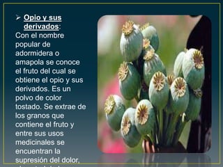  Opio y sus
derivados:
Con el nombre
popular de
adormidera o
amapola se conoce
el fruto del cual se
obtiene el opio y sus
derivados. Es un
polvo de color
tostado. Se extrae de
los granos que
contiene el fruto y
entre sus usos
medicinales se
encuentran la
supresión del dolor,
 