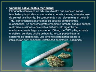  Cannabis sativa-hachis-marihuana:
El Cannabis Sativa es un arbusto silvestre que crece en zonas
templadas y tropicales, con una altura de seis metros, extrayéndose
de su resina el hachís. Su componente más relevante es el delta-9-
THC, conteniendo la planta mas de sesenta componentes
relacionados. Se consume preferentemente fumada, aunque pueden
realizarse infusiones con efectos distintos. Un cigarrillo de
marihuana puede llegar a contener 150 mg. de THC, y llegar hasta
el doble si contiene aceite de hachís, lo cual puede llevar al
síndrome de abstinencia. Los síntomas característicos de la
intoxicación son: ansiedad, irritabilidad, temblores, insomnios.
 