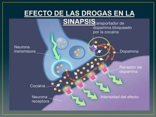 EFECTO DE LAS DROGAS EN LA
SINAPSIS
 