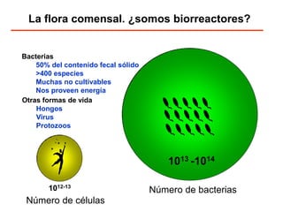 Número de bacterias 
1013 -1014 
Bacterias 
50% del contenido fecal sólido 
>400 especies 
Muchas no cultivables 
Nos prov...