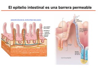 El epitelio intestinal es una barrera permeable  