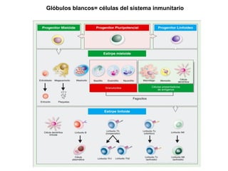 Glóbulos blancos= células del sistema inmunitario  