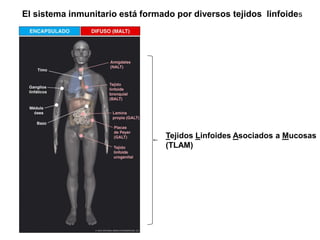 El sistema inmunitario está formado por diversos tejidos linfoides 
Tejidos Linfoides Asociados a Mucosas 
(TLAM)  