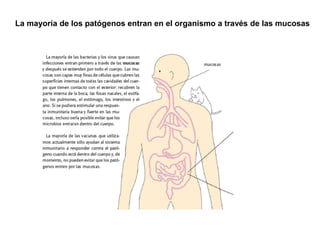 La mayoría de los patógenos entran en el organismo a través de las mucosas  