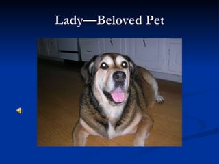 Lady—Beloved Pet 