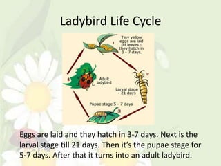 Ladybird Life Cycle




Eggs are laid and they hatch in 3-7 days. Next is the
larval stage till 21 days. Then it’s the pupae stage for
5-7 days. After that it turns into an adult ladybird.
 