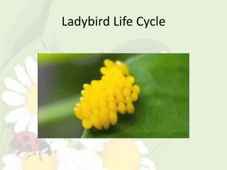 Ladybird Life Cycle
 
