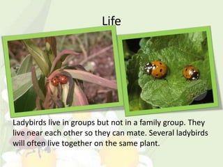 Life




Ladybirds live in groups but not in a family group. They
live near each other so they can mate. Several ladybirds
will often live together on the same plant.
 