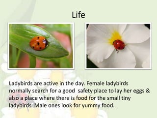 Life




Ladybirds are active in the day. Female ladybirds
normally search for a good safety place to lay her eggs &
also a place where there is food for the small tiny
ladybirds. Male ones look for yummy food.
 