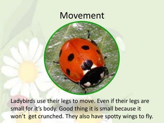 Movement




Ladybirds use their legs to move. Even if their legs are
small for it’s body. Good thing it is small because it
won’t get crunched. They also have spotty wings to fly.
 