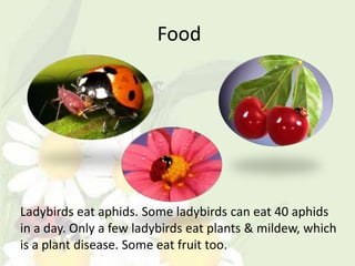 Food




Ladybirds eat aphids. Some ladybirds can eat 40 aphids
in a day. Only a few ladybirds eat plants & mildew, which
is a plant disease. Some eat fruit too.
 