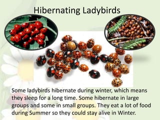 Hibernating Ladybirds




Some ladybirds hibernate during winter, which means
they sleep for a long time. Some hibernate in large
groups and some in small groups. They eat a lot of food
during Summer so they could stay alive in Winter.
 