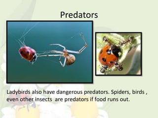 Predators




Ladybirds also have dangerous predators. Spiders, birds ,
even other insects are predators if food runs out.
 