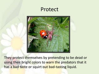 Protect




They protect themselves by pretending to be dead or
using their bright colors to warn the predators that it
has a bad taste or squirt out bad-tasting liquid.
 