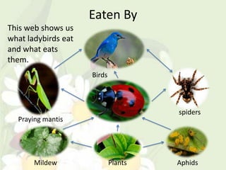 Eaten By
This web shows us
what ladybirds eat
and what eats
them.
                     Birds



                                      spiders
  Praying mantis




       Mildew                Plants   Aphids
 