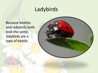 Ladybirds

Because beetles
and ladybirds both
look the same,
ladybirds are a
type of beetle.
 