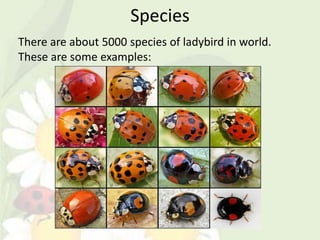 Species
There are about 5000 species of ladybird in world.
These are some examples:
 