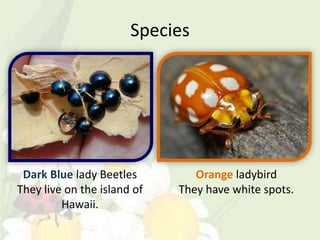 Species




 Dark Blue lady Beetles         Orange ladybird
They live on the island of   They have white spots.
         Hawaii.
 