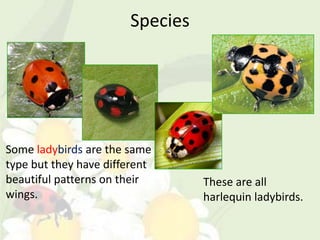 Species




Some ladybirds are the same
type but they have different
beautiful patterns on their      These are all
wings.                           harlequin ladybirds.
 