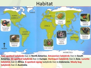 Habitat




Two spotted ladybirds live in North America. Amazonian ladybirds live in South
America. 22-spotted ladybirds live in Europe. Harlequin ladybirds live in Asia. Lunette
ladybirds live in Africa. 6-spotted zigzag ladybirds live in Indonesia. Mealy bug
ladybirds live in Australia.
 
