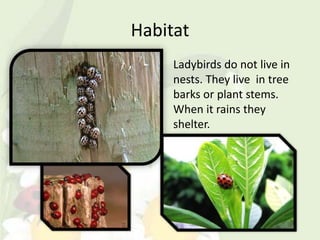 Habitat
     Ladybirds do not live in
     nests. They live in tree
     barks or plant stems.
     When it rains they
     shelter.
 