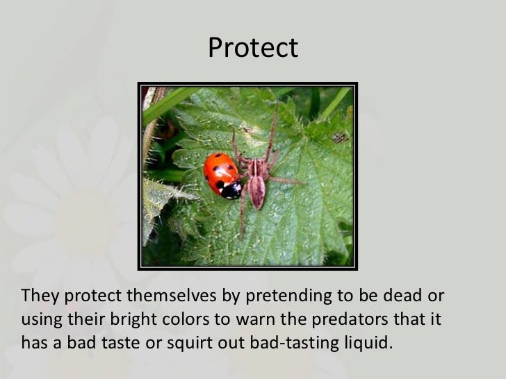 Ladybirds