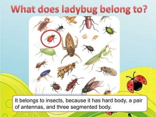 It belongs to insects, because it has hard body, a pair
of antennas, and three segmented body.

 