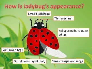 Small black head
Thin antennas

Ref spotted hard outer
wings

Six Clawed Legs

Oval dome-shaped body

Semi-transparent wings

 