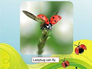Ladybug can fly.

 